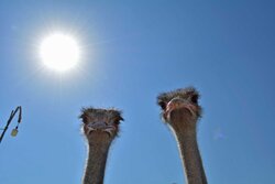 Ostrich farming in Larestan county