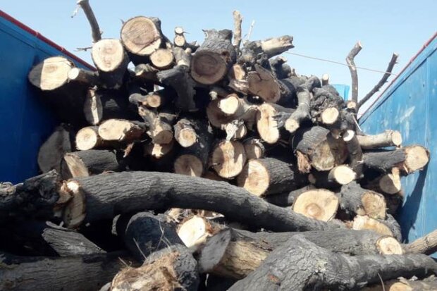 دستگیری متخلفان قطع درختان در شهرستان کلیبر
