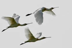 پرندگان به «هیرم» مهاجرت کردند/ زمستان گذرانی ۳ هزار پرنده