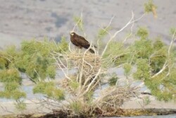 VIDEO: Birds migration to “Hiram” Lagoon in Larestan