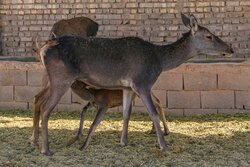 VIDEO: Rare species of muntjac deer spotted in N Iran