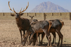Raising Persian red deer in Yazd province