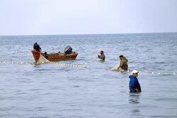 فصل صید ماهیان استخوانی برای دومین بار در مازندران تمدید شد