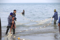 ۳۱۱ هزار تن انواع ماهیان استخوانی در مازندران صید شد