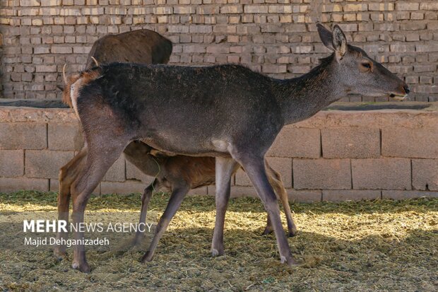 VIDEO: Rare species of muntjac deer spotted in N Iran