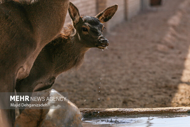 Raising red deer in hot climate in Yazd