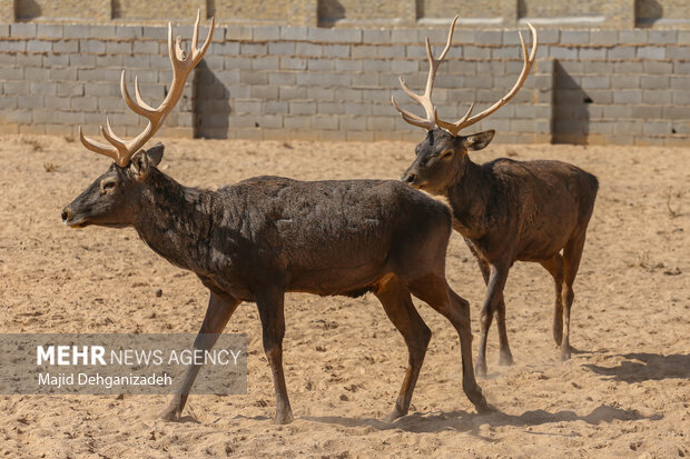 Raising red deer in hot climate in Yazd