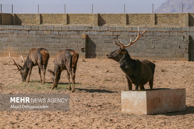 Raising red deer in hot climate in Yazd