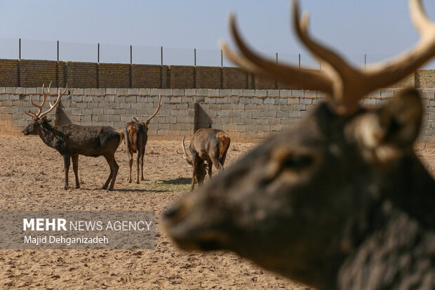 Raising red deer in hot climate in Yazd