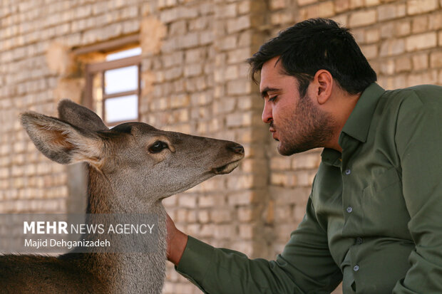 Raising red deer in hot climate in Yazd