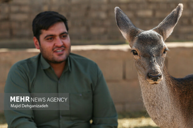 Raising red deer in hot climate in Yazd