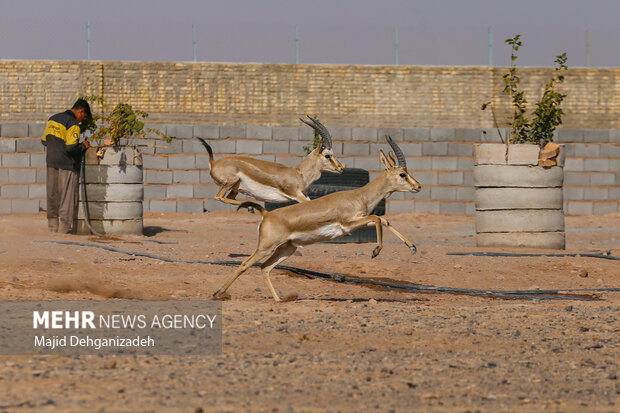 Raising red deer in hot climate in Yazd