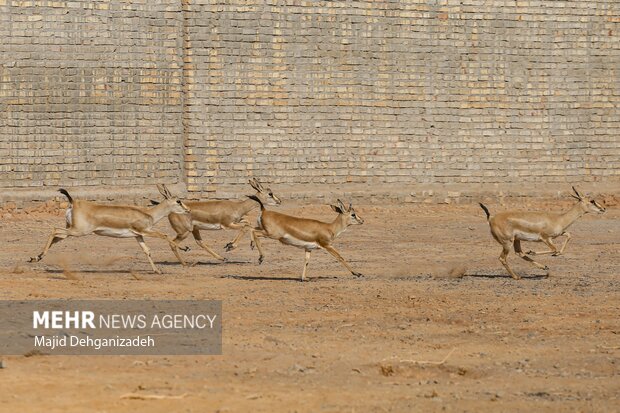 Raising red deer in hot climate in Yazd