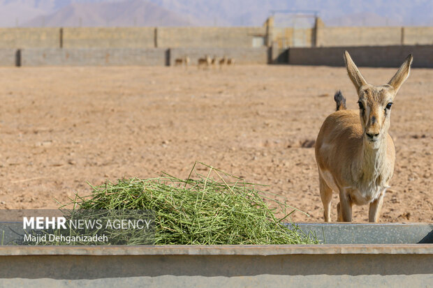 Raising red deer in hot climate in Yazd