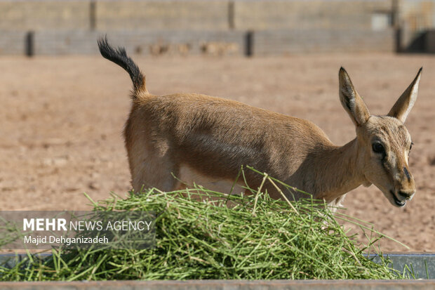 Raising red deer in hot climate in Yazd