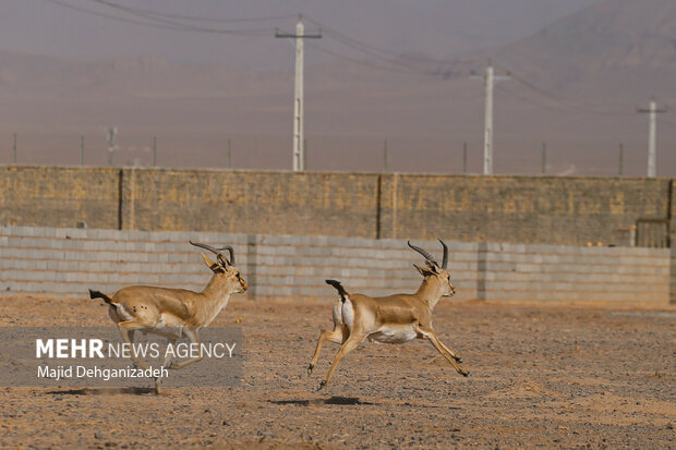 Raising red deer in hot climate in Yazd