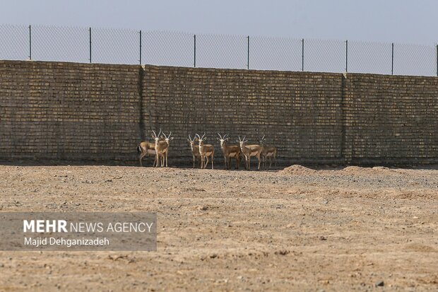 Raising red deer in hot climate in Yazd