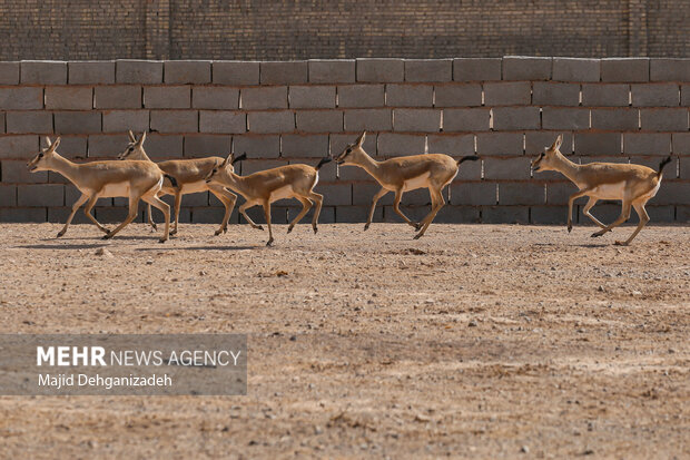 Raising red deer in hot climate in Yazd