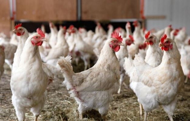 کشف مرغ زنده قاچاق در بم/ ۲ متهم دستگیر شدند