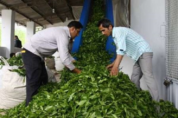 عدم توازن بین صادرات و واردات چای/ لزوم ورود به بورس و حذف واسطه 