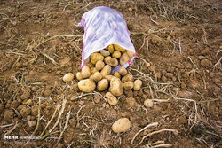 افزایش گیاه آفتی «سِس» در مزارع سیب‌زمینی اردبیل/کشاورزان اقدامات مراقبتی را انجام دهند