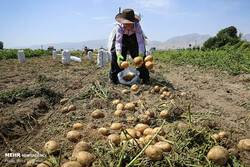 کشت سیب زمینی در  ۶۰۰۰ هکتار از اراضی شهرستان بهار