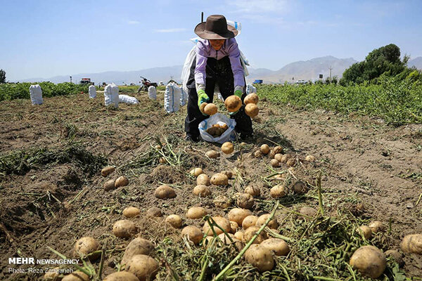 کشاورزان اردبیل از بذر سیب‌زمینی بومی استفاده کنند