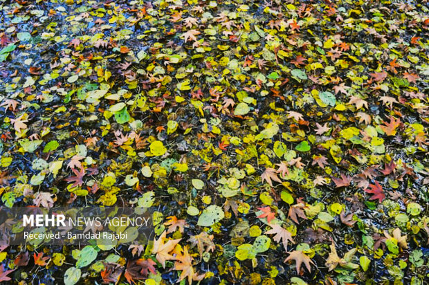 Autumn at historical 'Golestan' garden in Khorramabad
