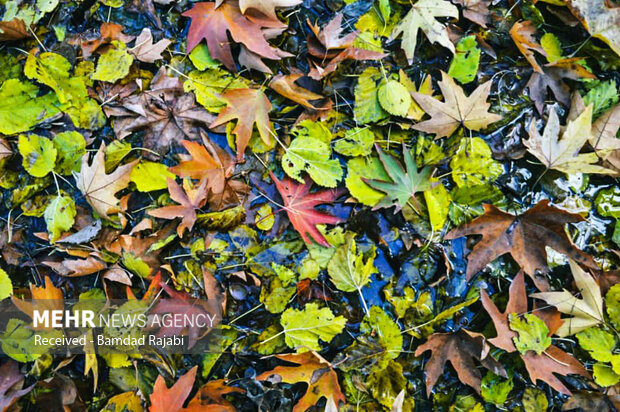 Autumn at historical 'Golestan' garden in Khorramabad
