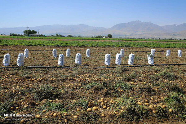 سونامی دلال ها کشاورزی جنوب کرمان را نابود می کند