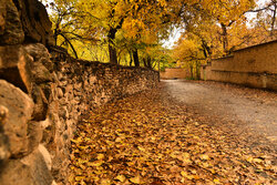 Autumn leaves in Khansar