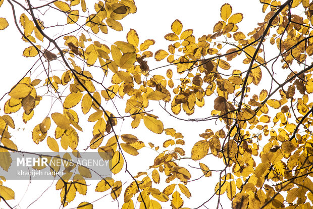 Autumn leaves in Khansar