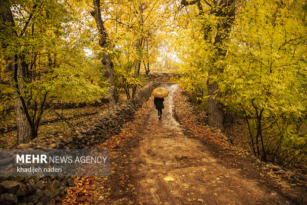 Autumn leaves in Khansar