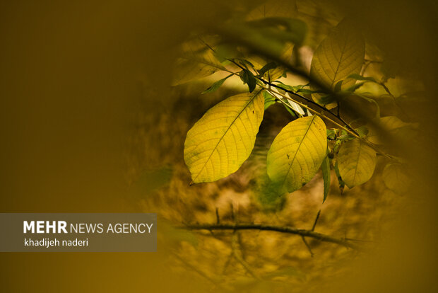 Autumn leaves in Khansar