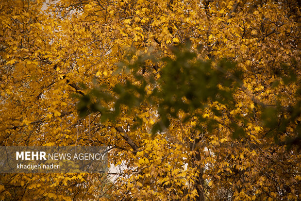 Autumn leaves in Khansar