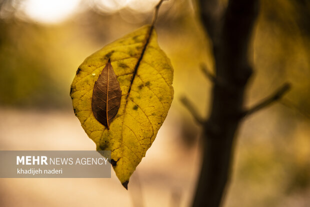 Autumn leaves in Khansar