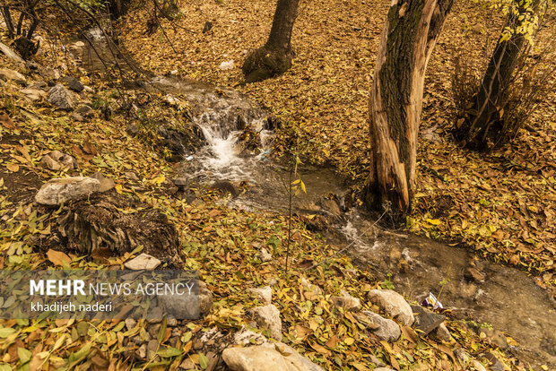 Autumn leaves in Khansar