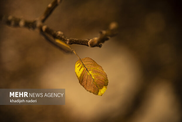 Autumn leaves in Khansar