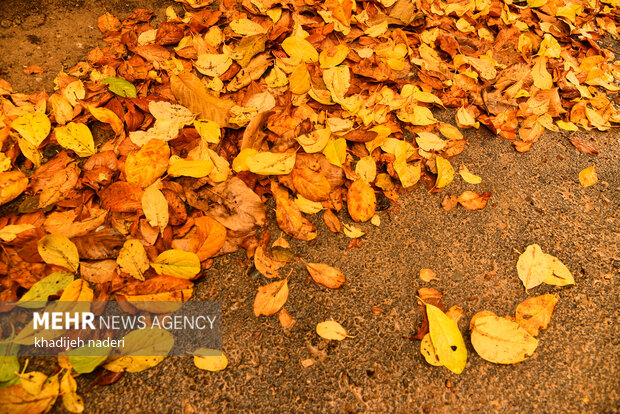 Autumn leaves in Khansar