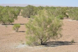 محلول زیستی ضد آفت سفیدک تاغ در ۱۰ هکتار استان سمنان آزمایش شد