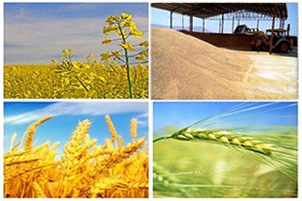 بیش از ۱.۶ میلیون تن گندم و کلزا از کشاورزان خوزستان خریداری شد