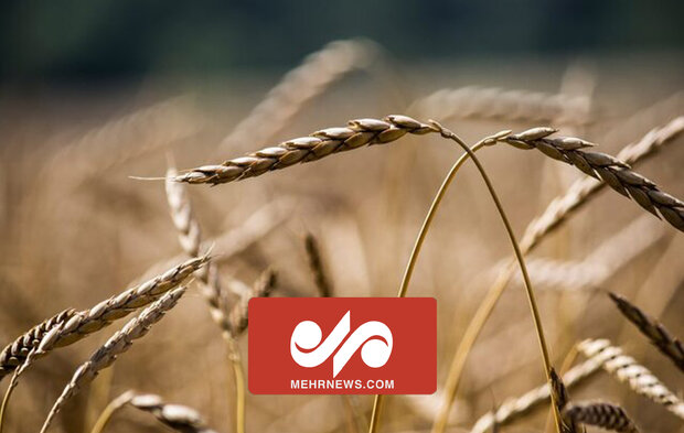 میزان خرید گندم از کشاورزان بی‌سابقه است