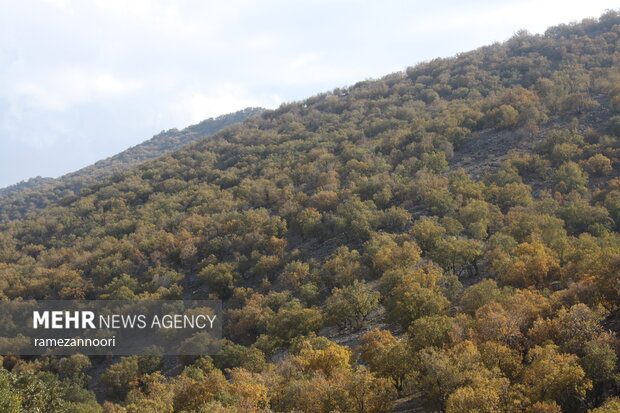 "Arghavan" valley in Ilam Province