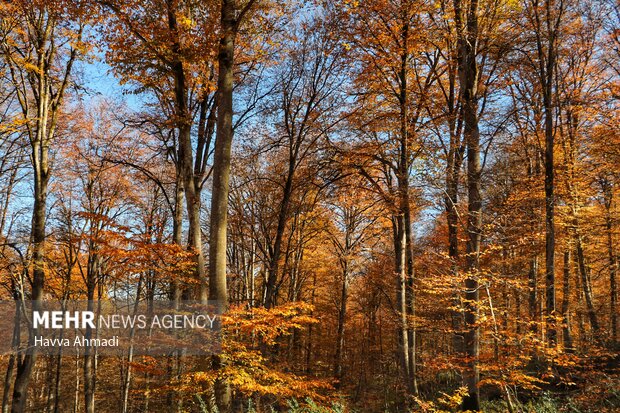 Breathtaking scenery of Sang Deh Forest in N Iran
