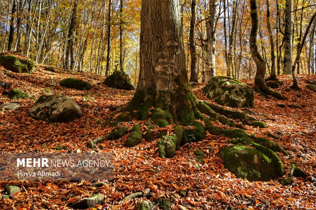 Breathtaking scenery of Sang Deh Forest in N Iran
