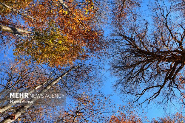 Breathtaking scenery of Sang Deh Forest in N Iran
