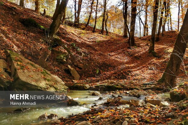 Breathtaking scenery of Sang Deh Forest in N Iran
