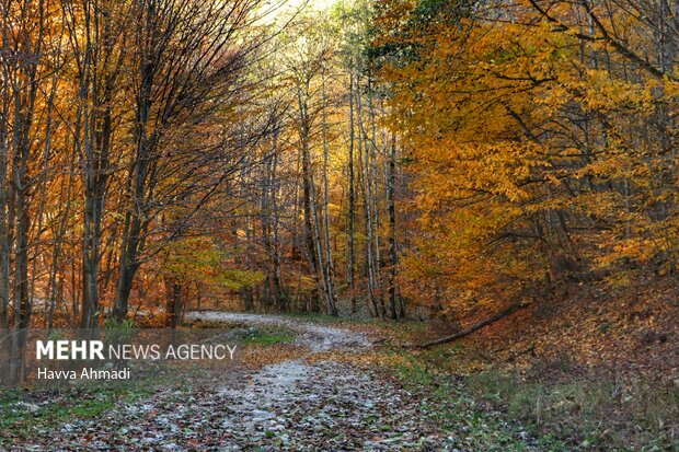 Breathtaking scenery of Sang Deh Forest in N Iran
