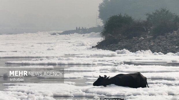 ظاهر شدن کف‌های سمی در رودخانه یامونا هند