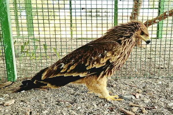 یک بهله عقاب شاهی به محیط زیست کرمان تحویل داده شد